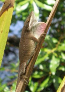 A brown green anole!