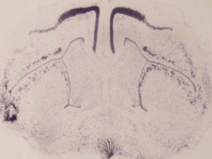 A gecko brain stained with Thionin.