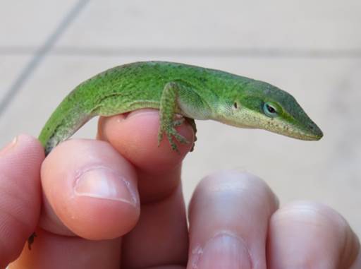 Is This Anole A Male Or A Female Lizards Friends,Pumpernickel Bread Recipe